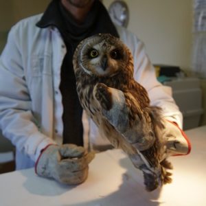 Découvrir la faune sauvage avec l'association CHENE