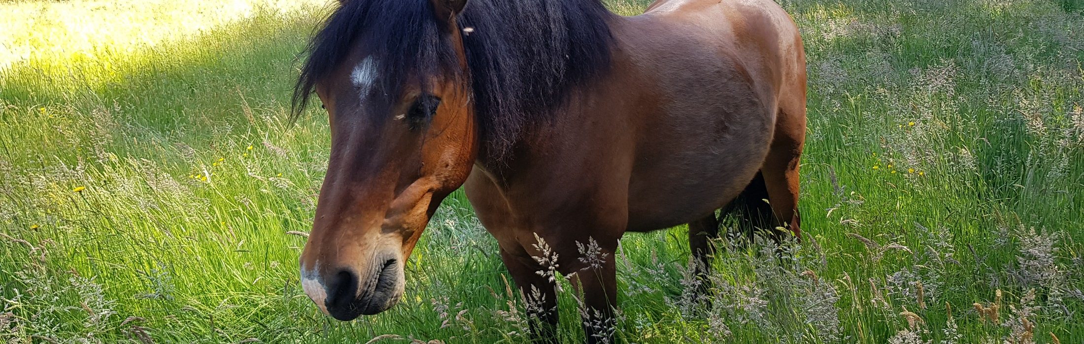 L'écurie du Val au Cesne vous accueille dans un cadre familial et sur un site exceptionnel. Pendant ce moment d'évasion, vous pourrez prendre soin de votre 1